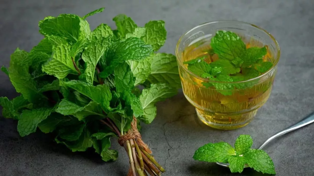 Mint Leaves Benefits: पुदीना की पत्तियों से आप कर सकते है वजन को कम, पाचन शक्ति में भी है असरदार, जानें इसके अनगिनत फायदे